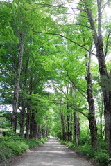 country road with green trees on both sides