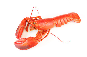 single cooked red lobster isolated on white background