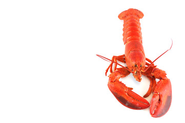 single cooked red lobster isolated on white background