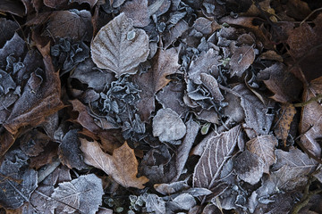 Leaves collection018