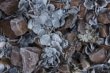 Leaves collection022