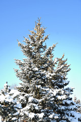 Tree in the winter snow