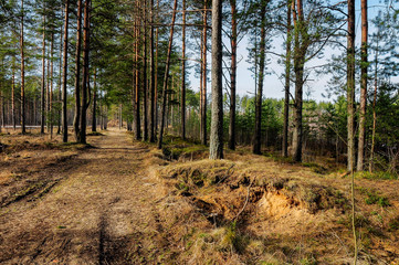 Fototapeta premium Pine forest