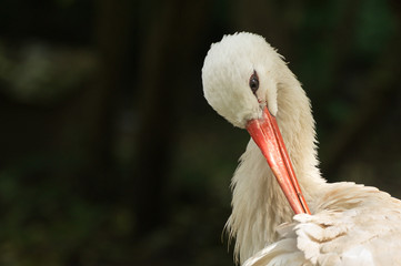 Storch Porträt