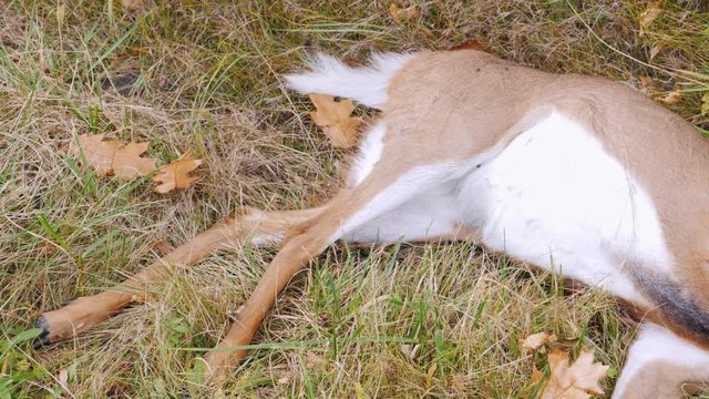 Small deer lying in the ditch beside the road. He died from a collision with a car
