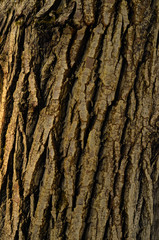 The pattern of tree bark. Background. Beautiful texture.