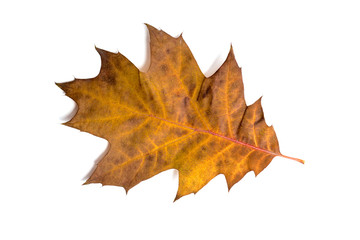 oak leaf isolated on white background