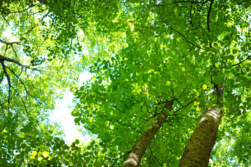 Fototapeta premium tree foliage at park in morning light with sunlight. Green leaves in the forest in summer