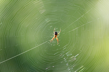 spider on a web in nature
