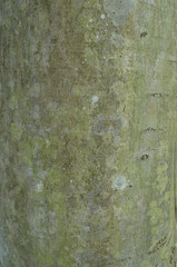 The pattern of tree bark. Background. Beautiful texture.