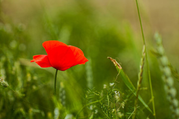 Red weed flower on a green background.