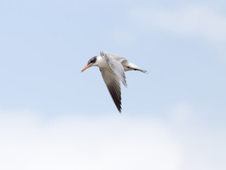 seagull in flight in the sky