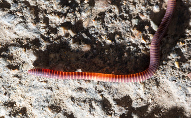 red worm on the ground. macro
