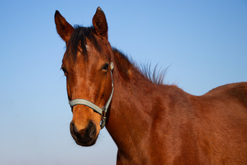 Portrait of brown horse against a blue sky