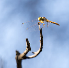 dragonfly on a background of blue sky
