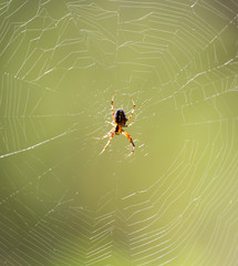 spider on a web in nature