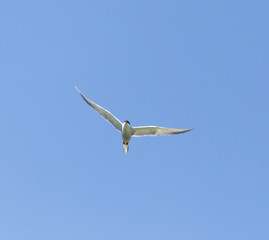 seagull on a background of blue sky