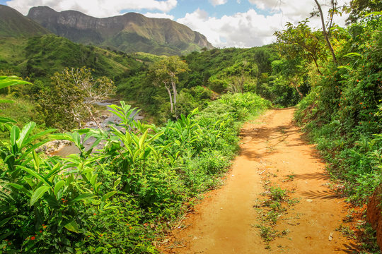 Jungle path in Masoala park