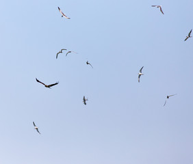 seagull flying over the eagle in the sky