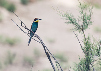 Obraz premium a beautiful blue bird in nature
