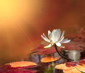 Zelfklevend Fotobehang Waterlelie water lily on red pond  background