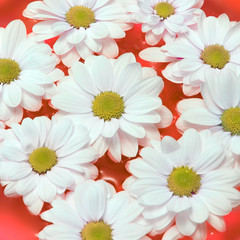 chamomiles flower on red background