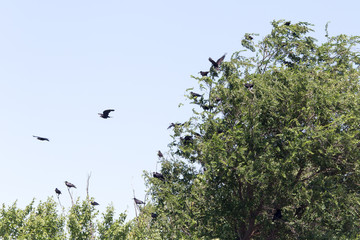 a flock of crows in a tree