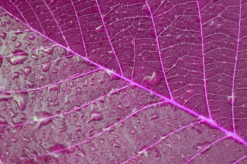 Fototapeta na wymiar violet leaf with drops
