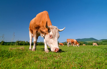 Cow grazing in a field © Soru Epotok