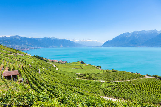 Vineyards in Lavaux region - Terrasses de Lavaux terraces, Switz