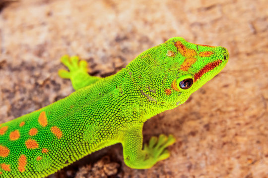 Green red-spotted gecko