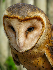 scope owl close up.