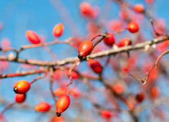 Close up of rose hips fruit