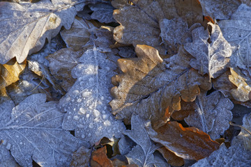 frosty autumn leaves