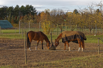 horses on a paddock