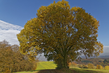 tree in rural landscape in autumn