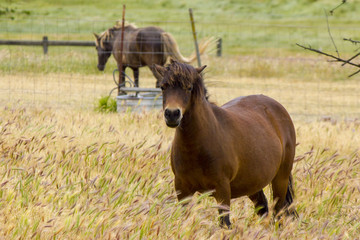 Naklejka na ściany i meble Shetland Pony