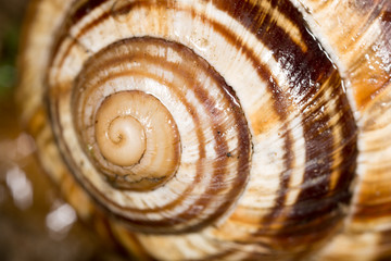 snail as background. super macro