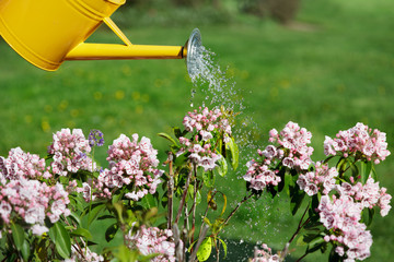 Water drops falling on pink and white mountain laurel flowers from a yellow watering can © Jo Ann Snover