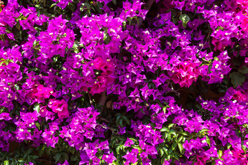 Background of purple bougainvillea