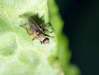 fly in nature. marco