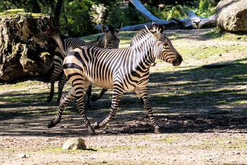 Fototapeta na wymiar Bergzebra - Equus zebra
