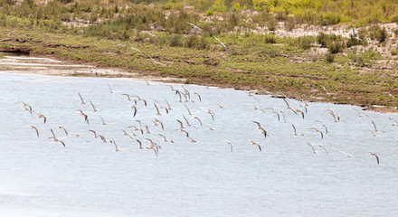flock of gulls on the river