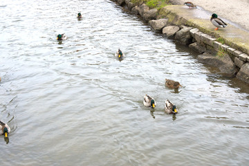 Enten