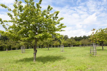 Kirschbaum auf einer Streuobstwiese