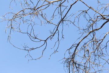 leafless tree branches against the blue sky