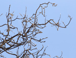 leafless tree branches against the blue sky