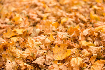 Yellow Fall Leaves - Narrow Depth of Field
