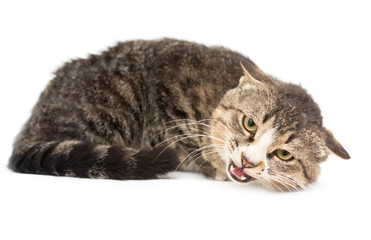 Obraz premium Cat portrait on a white background