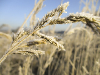 Fototapeta premium ice crystals on dry grass